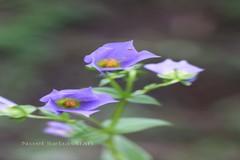 Exacum wightianum